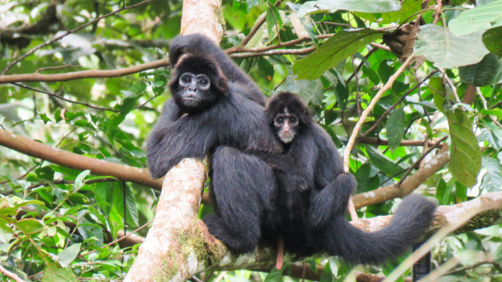 Brown-headed Spider Monkey