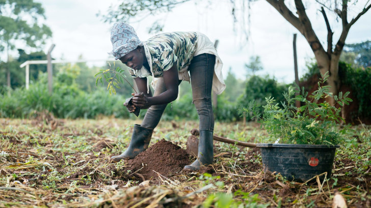 Eine Frau in Uganda planzt Bäume